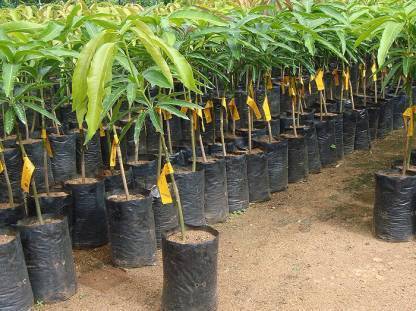 The Nursery Mango Plant