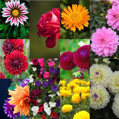Jasoos flower combo seeds Seed