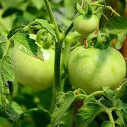 xcentax Chappan Kadu vegetable seeds, AAYAN SQUASH vegetable seeds Seed