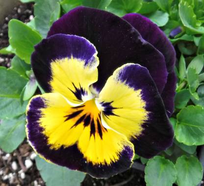 Paudha Pancy Yellow/Purple Seed