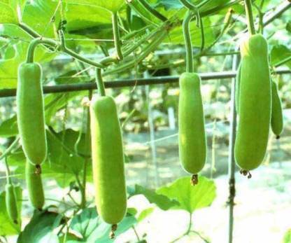 Chalisa Lauki, Kaddu, Bottle Gourd Seed