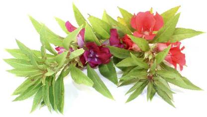ZONATO Balsam Mixed Seed