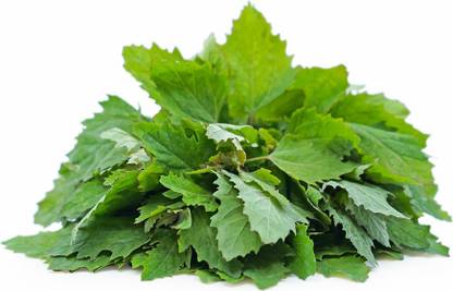 U-GROW INDIA BATHUA LEAF Seed