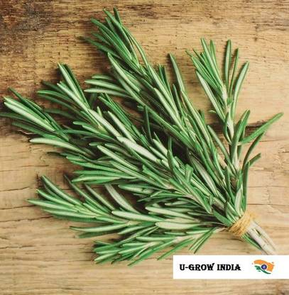 U-GROW INDIA ROSEMARY HERB Seed