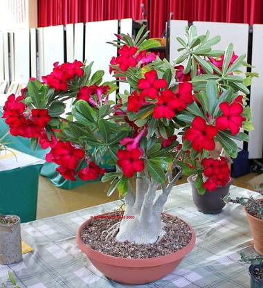 MODERN PLANT Adnium Dargon Red Flower Seed Seed