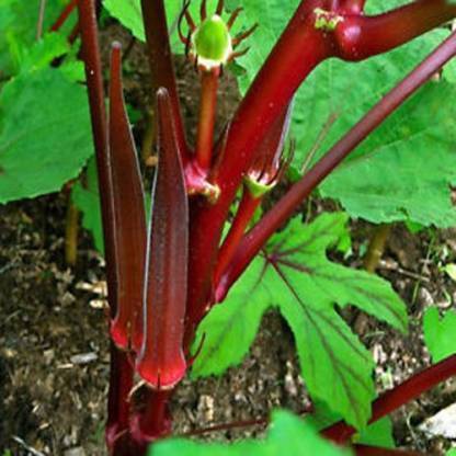 DIOART XIIV-157-®F1 HYBRID RED OKRA SEEDS Seed