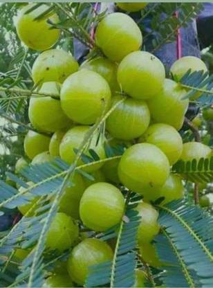 মাই ড্রিম নার্সারি আমলকি গাছ