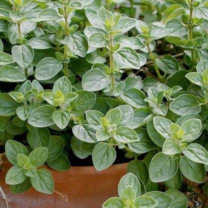VibeX Oregano Seed