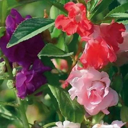 Kofy Balsam Camellia Flowered Double Mixed Seed