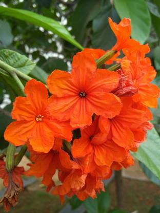 SHOP 360 GARDEN Cordia sebestena, Lal Lasora, Scarlet Cordia, Orange Geiger Ornamental Flower Tree Seeds for Growing Seed