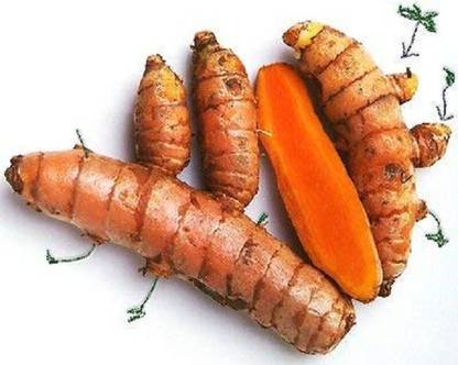 Sjeme Natural Herb Yellow Haldi Yellow Seed