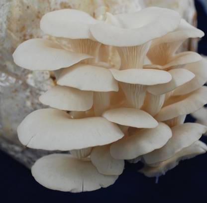 grenfel Oyster Mushroom (2 pp bag+Free Medicine kit) Spawn/First Generation Seed