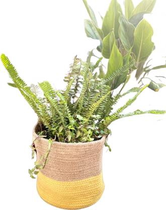 pepme Jute Grow Bags - Jute Grow Bags for plants, Plant Container of Jute (Round small 8 inch) Yellow Plant Container Set