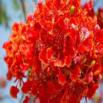 48 Degrees Gulmohar Seeds 50 Gms Seed