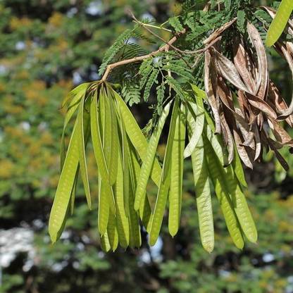 48 Degrees Subabool Seeds 200 Gms Seed