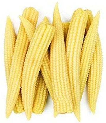 V Seed Baby corn 30 Seed Seed