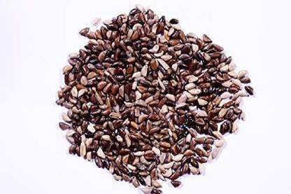 EasySeeds Napier Grass, Elelphant Grass, Uganda Grass Seed