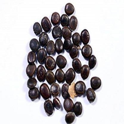 48 Degrees Babool Thorny Seeds 50 Gms Seed