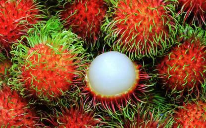 Sjeme Rambutan Fruit Seed