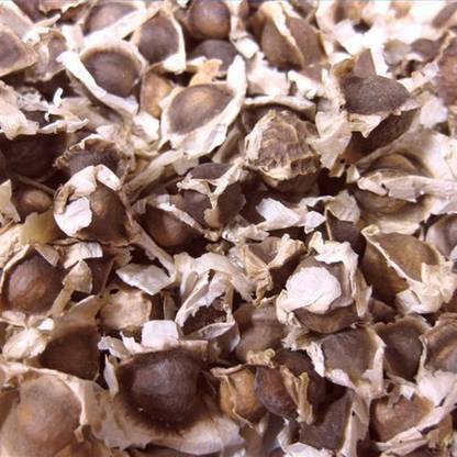 EasySeeds Moringa Seeds, Drumstick Seeds, Sahajan Seeds,Subhanjana,Ben Tree, Moringa Oleifera Seed