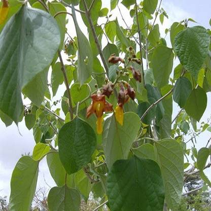 48 Degrees Shivan Seeds Seed