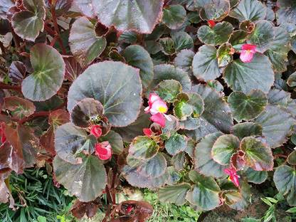 NATURE WISE YOU Begonia Vanusta Plant