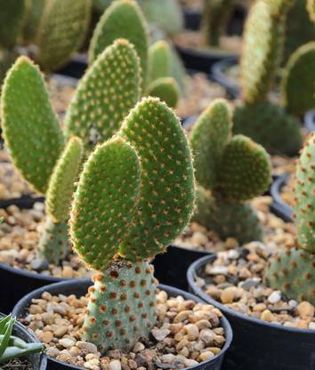 M/s. Nature Trade Cactus Opuntia Microdasys Plant