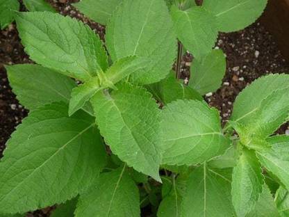 V Seed Vana Tulsi Seed