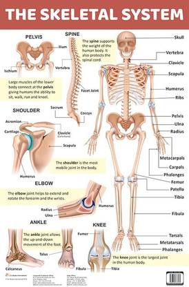 The Skeletal System : Charts