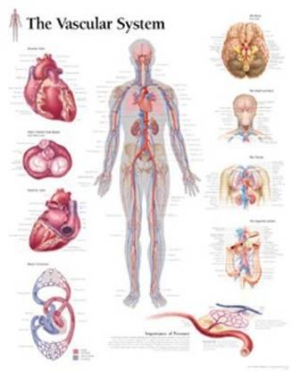 Vascular System Paper Poster