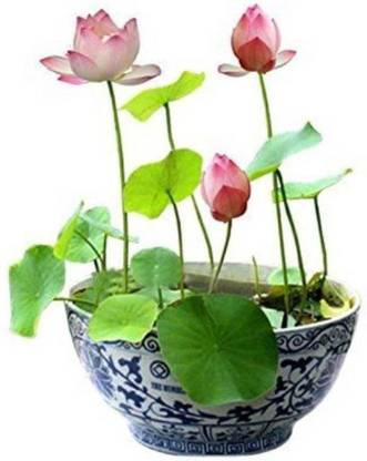 Earth Angels LOTUS SEEDS - NELUMBO NUCIFERA Seed