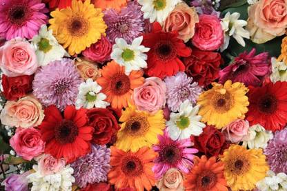 sporos Chrysanthemum Best Result Flower Seed