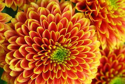 sporos Chrysanthemum Tree Flower Seed