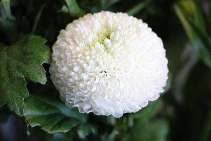 sporos Chrysanthemum Double Mixed Seed