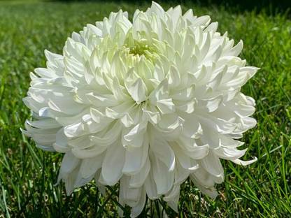 sporos Chrysanthemum Flower Seed