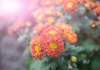 sporos Chrysanthemum A1 Flower Seed