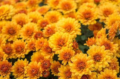 sporos Chrysanthemum Flower Seed