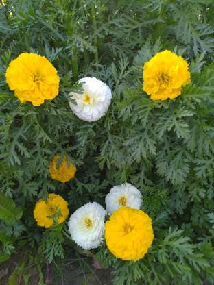 ishika Crown Daisy Mix Seed