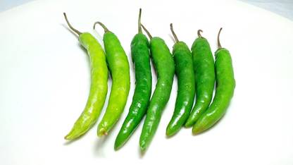 PEARL Hot Chilli Seed