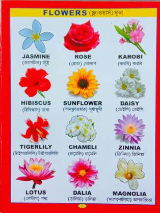 Baby Flowers Words Book English - Bengali