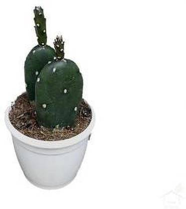 Root Bridges Cactus Opuntia Microdasys Plant