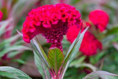 Splorias Cockscomb Flower Seed