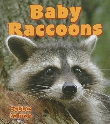 Baby Raccoons