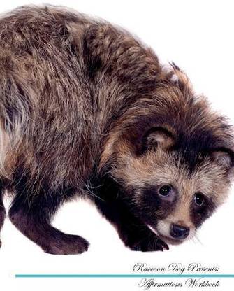 Raccoon Dog Affirmations Workbook Raccoon Dog Presents