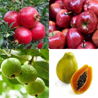 Jasoos APPLE, PAPAYA, GUAVA ,PROMAGNET Seed
