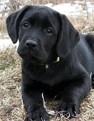 Black Labrador Puppy Notepad