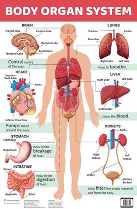 Body Organ System : Charts