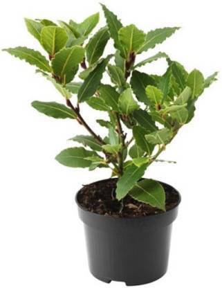 Click to purchase Clove Plant
