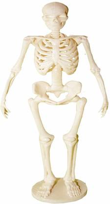 i4labs Human Skeleton Replica Model Human Skeletal System Demonstrator (30 cm) Light Weight Quality Plastic