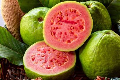 green paradise Guava Plant